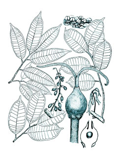 Clarisia racemosa Tulpay, Murur